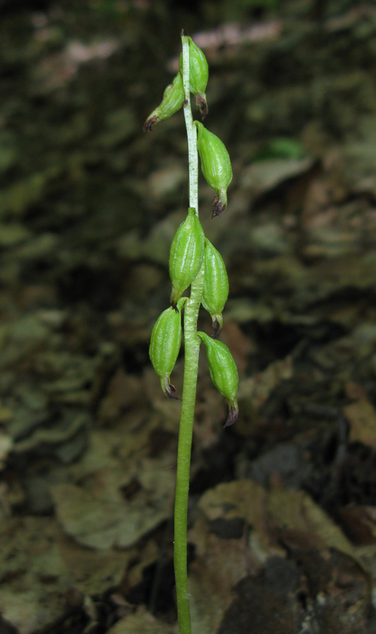 Изображение особи Corallorhiza trifida.