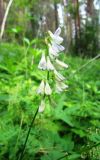 Vicia sylvatica