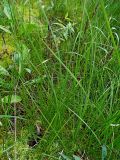 Carex nigra