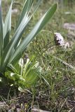 Valeriana chionophila. Цветущее растение. Южный Казахстан, горы Каракус. 09.04.2012.