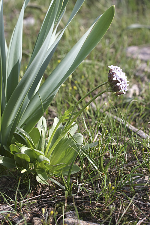 Изображение особи Valeriana chionophila.