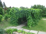 Aristolochia manshuriensis