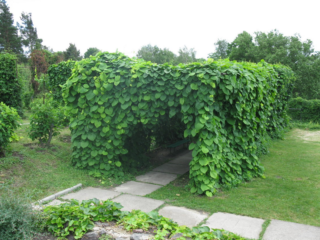 Изображение особи Aristolochia manshuriensis.