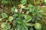 Chimaphila umbellata