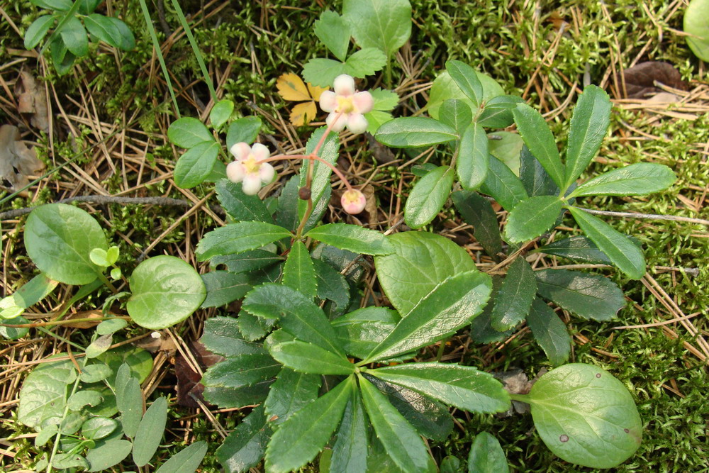 Image of Chimaphila umbellata specimen.