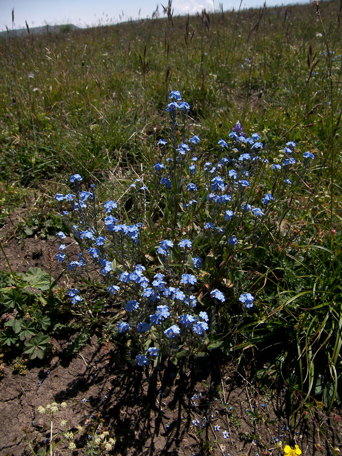 Изображение особи Myosotis alpestris.