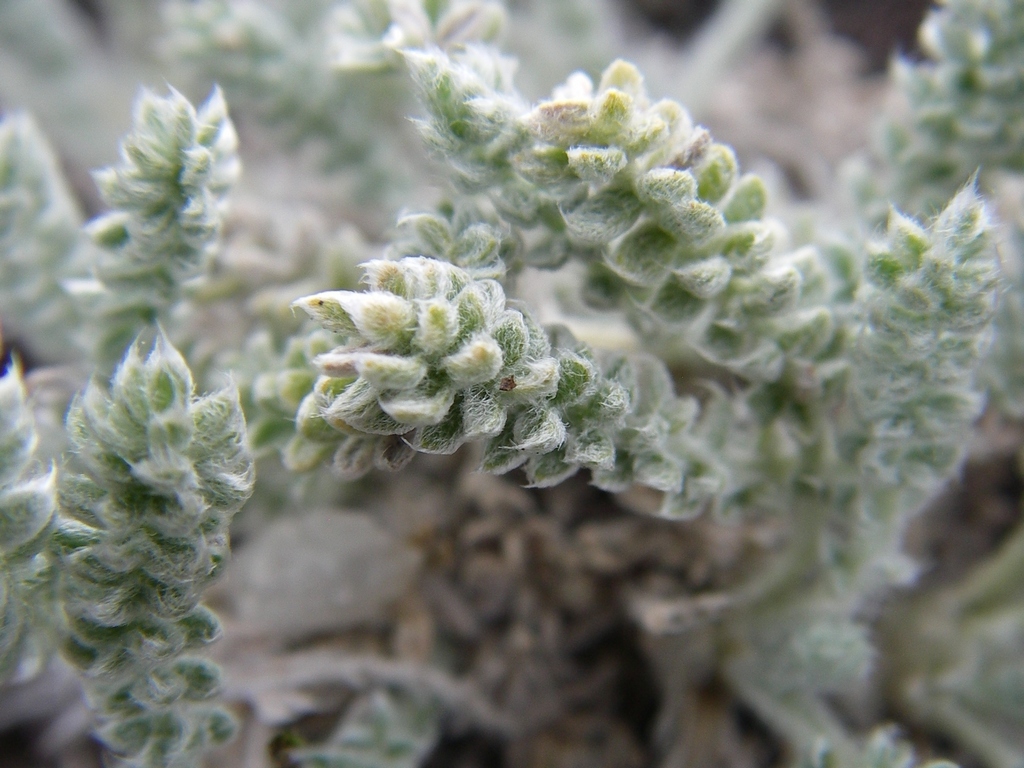 Image of Oxytropis chionobia specimen.