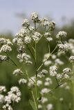 Lepidium latifolium