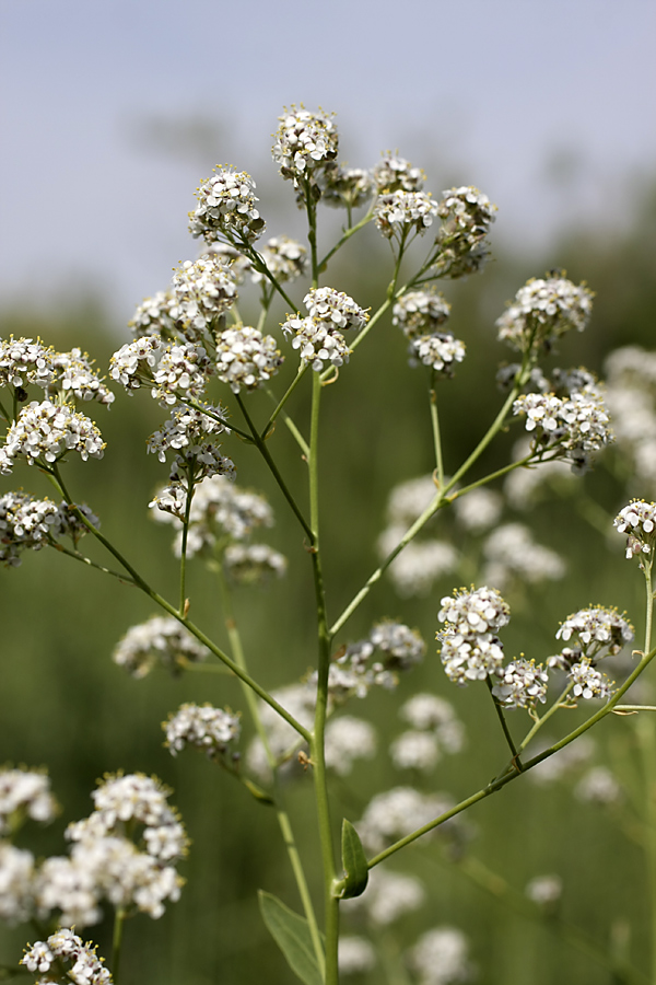 Изображение особи Lepidium latifolium.