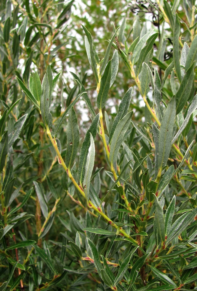 Image of Salix rosmarinifolia specimen.