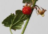 Rubus tricolor