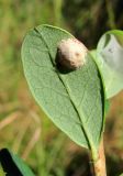 Vaccinium uliginosum