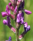 Oxytropis kasakorum