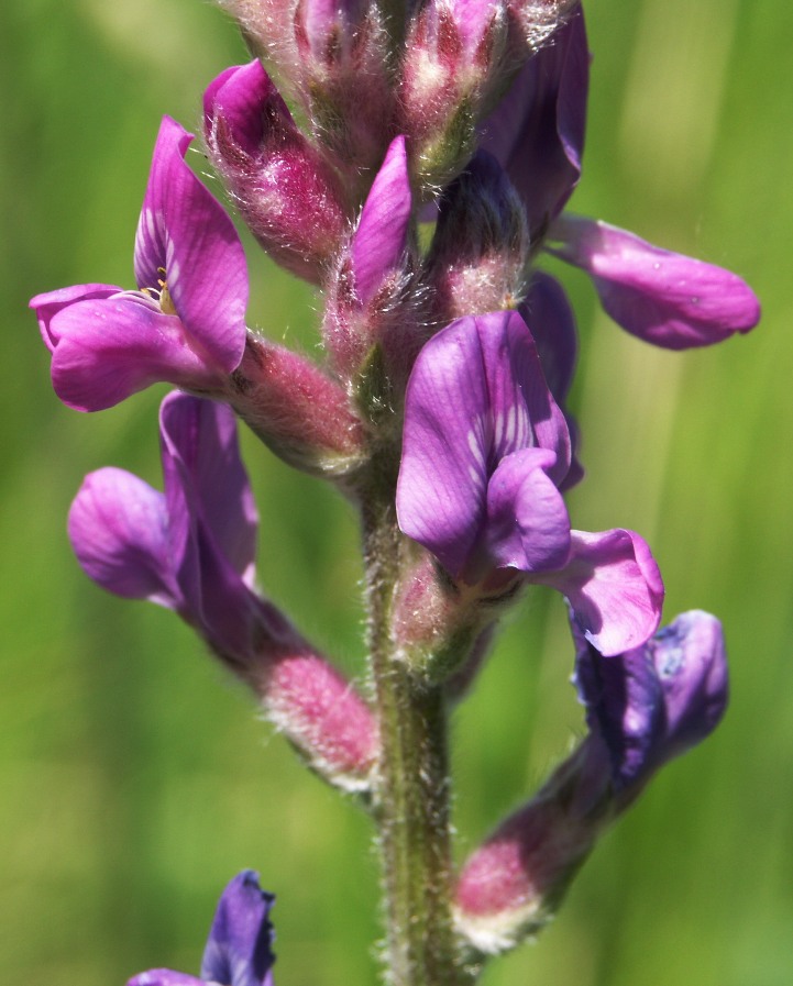 Изображение особи Oxytropis kasakorum.