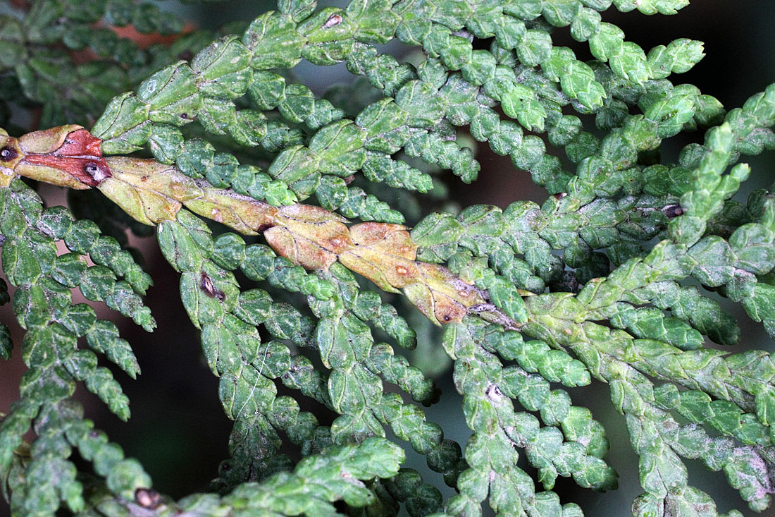 Image of Thuja occidentalis specimen.