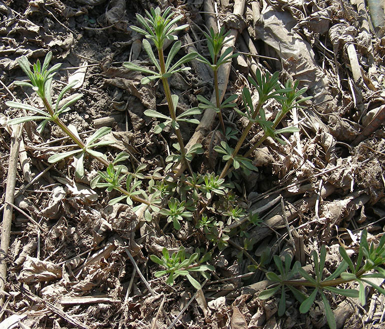 Изображение особи Galium aparine.