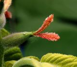 Juglans mandshurica. Женский цветок. Московская обл., Раменский р-н, окр. дер. Хрипань, садовый участок. 26.05.2012.