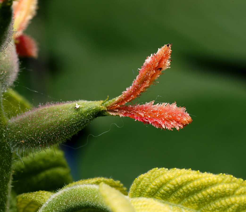 Изображение особи Juglans mandshurica.