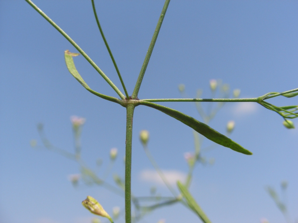 Изображение особи Psammophiliella muralis.
