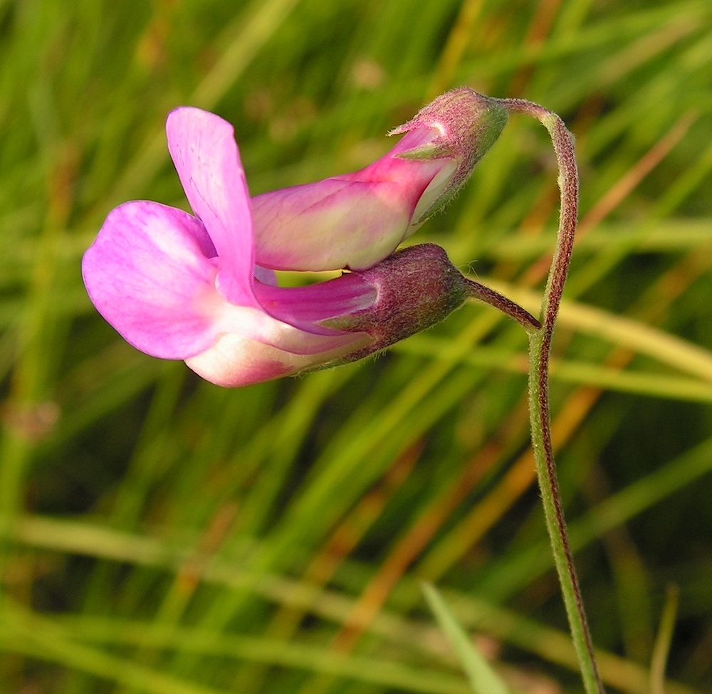 Изображение особи Lathyrus pilosus.