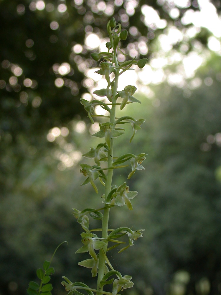 Image of Platanthera holmboei specimen.