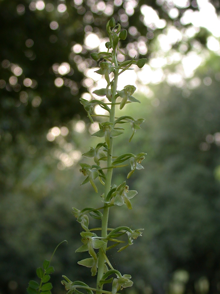 Изображение особи Platanthera holmboei.