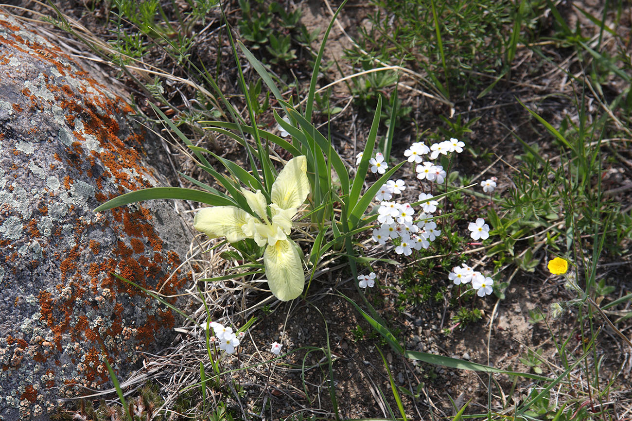 Image of Iris potaninii specimen.