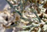 Anabasis articulata. Часть веточки с плодами. Израиль, побережье Мёртвого моря, каменистая пустыня. 21.02.2011.