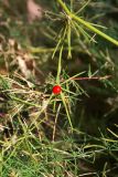 Asparagus persicus