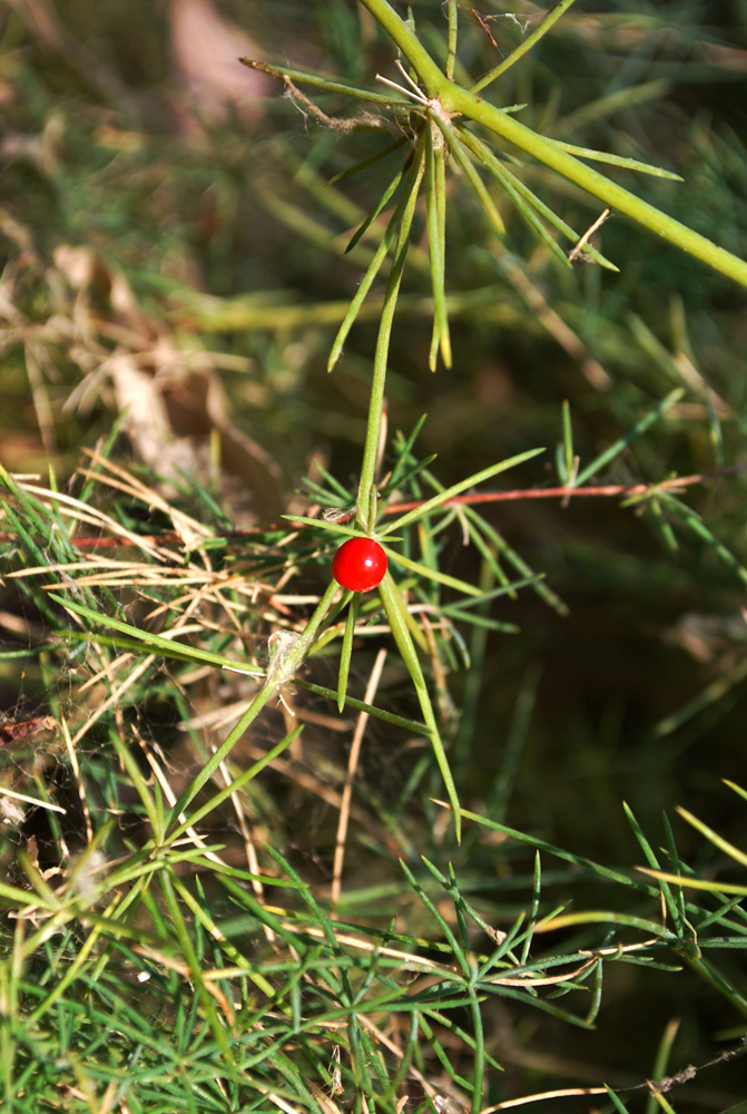 Изображение особи Asparagus persicus.