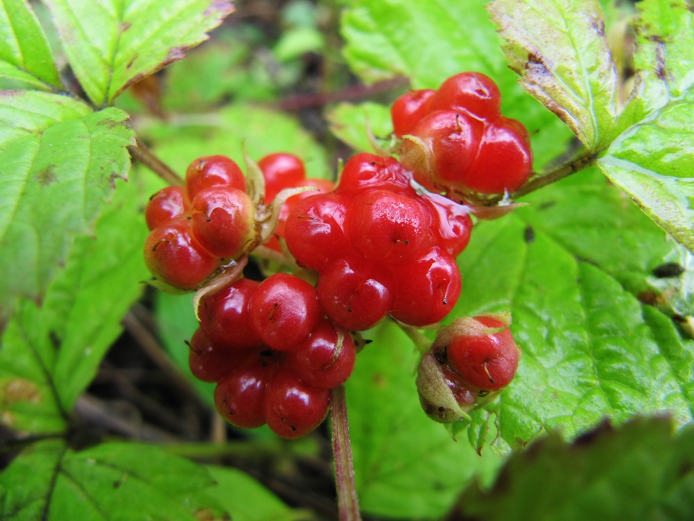 Изображение особи Rubus saxatilis.