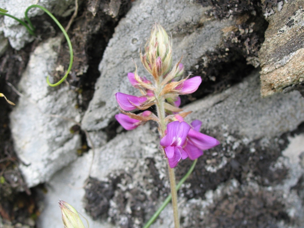 Image of Hedysarum sachalinense specimen.