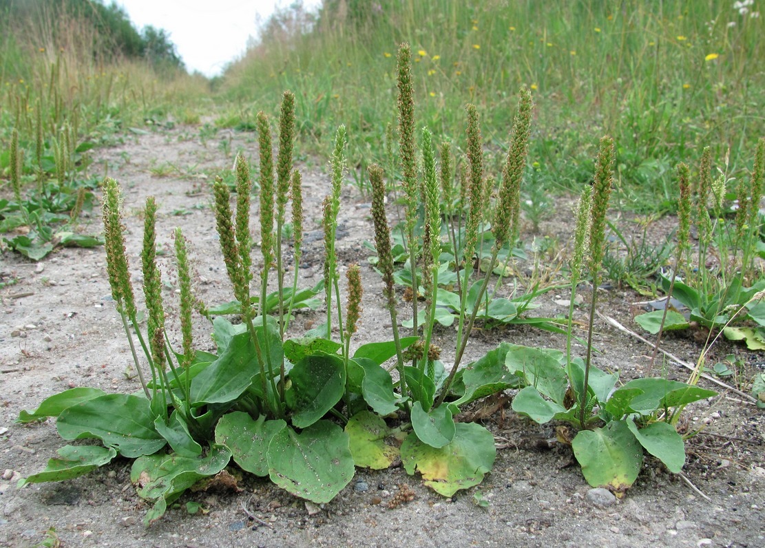 Изображение особи Plantago major.