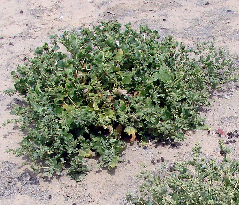 Изображение особи Atriplex dimorphostegia.