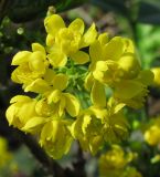 Mahonia aquifolium