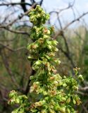 genus Rumex