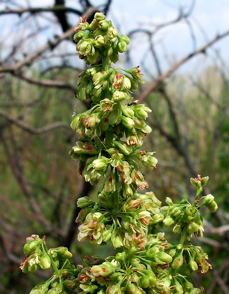 Изображение особи род Rumex.