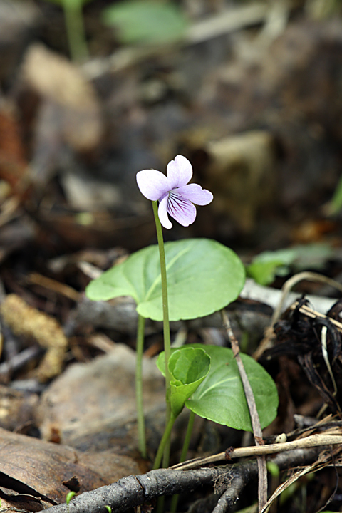 Image of Viola palustris specimen.