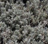 Lavandula angustifolia. Двухгодичные растения. Германия, г. Кемпен, хоздвор городской коммунальной службы. 27.03.2013.