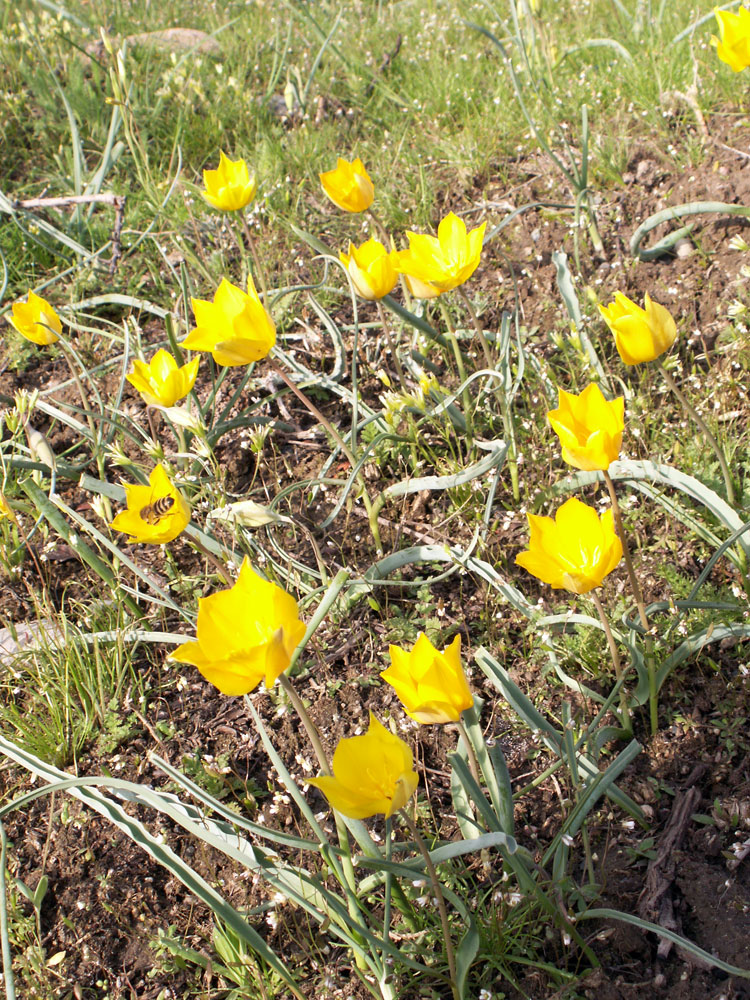 Изображение особи Tulipa ostrowskiana.