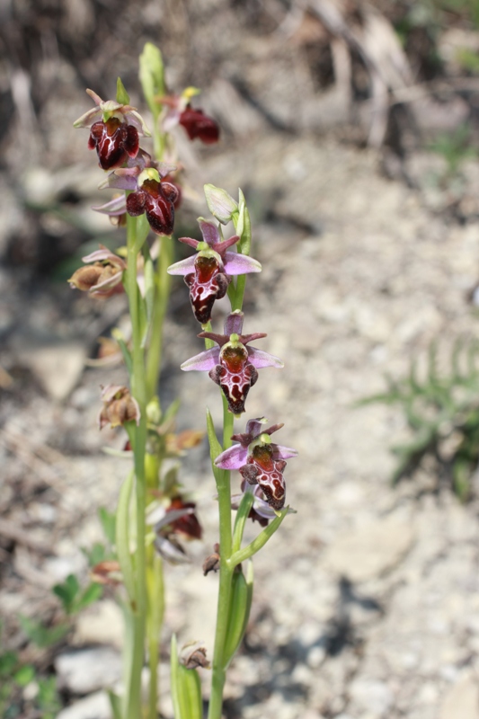 Image of Ophrys × aghemanii specimen.