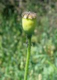 Papaver stevenianum