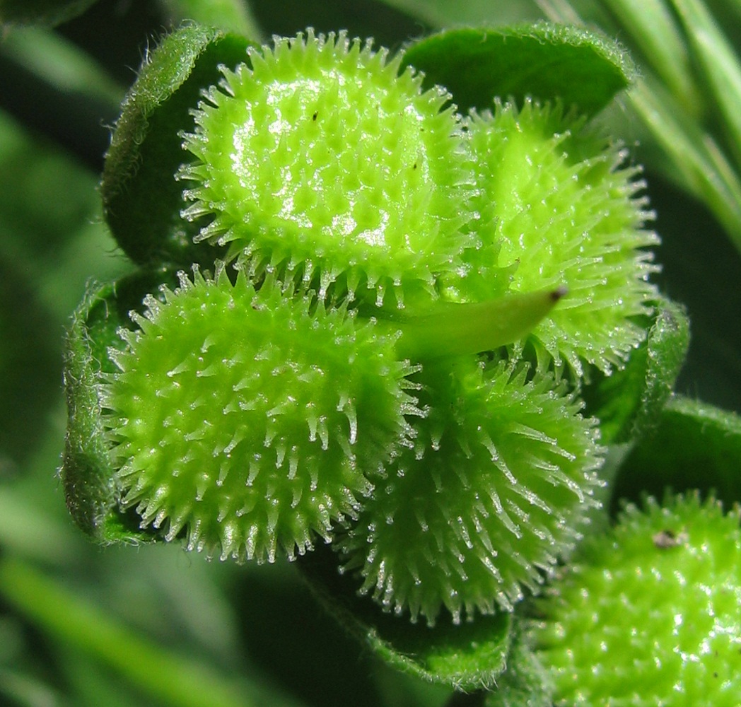 Image of Cynoglossum officinale specimen.