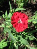 Dianthus chinensis. Цветок (культивар). С-Петербург, клумба. 29 мая 2009 г.