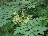 Aralia elata