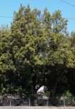Quercus ilex. Цветущее дерево. Крым, г. Ялта, в городском озеленении. 20.05.2013.