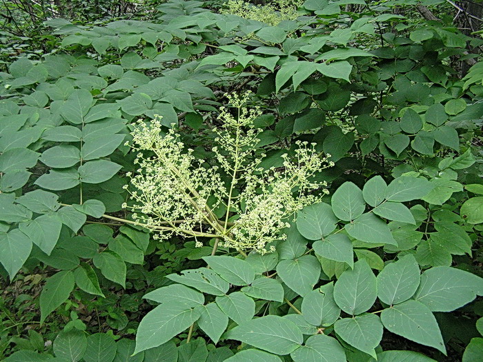 Image of Aralia elata specimen.