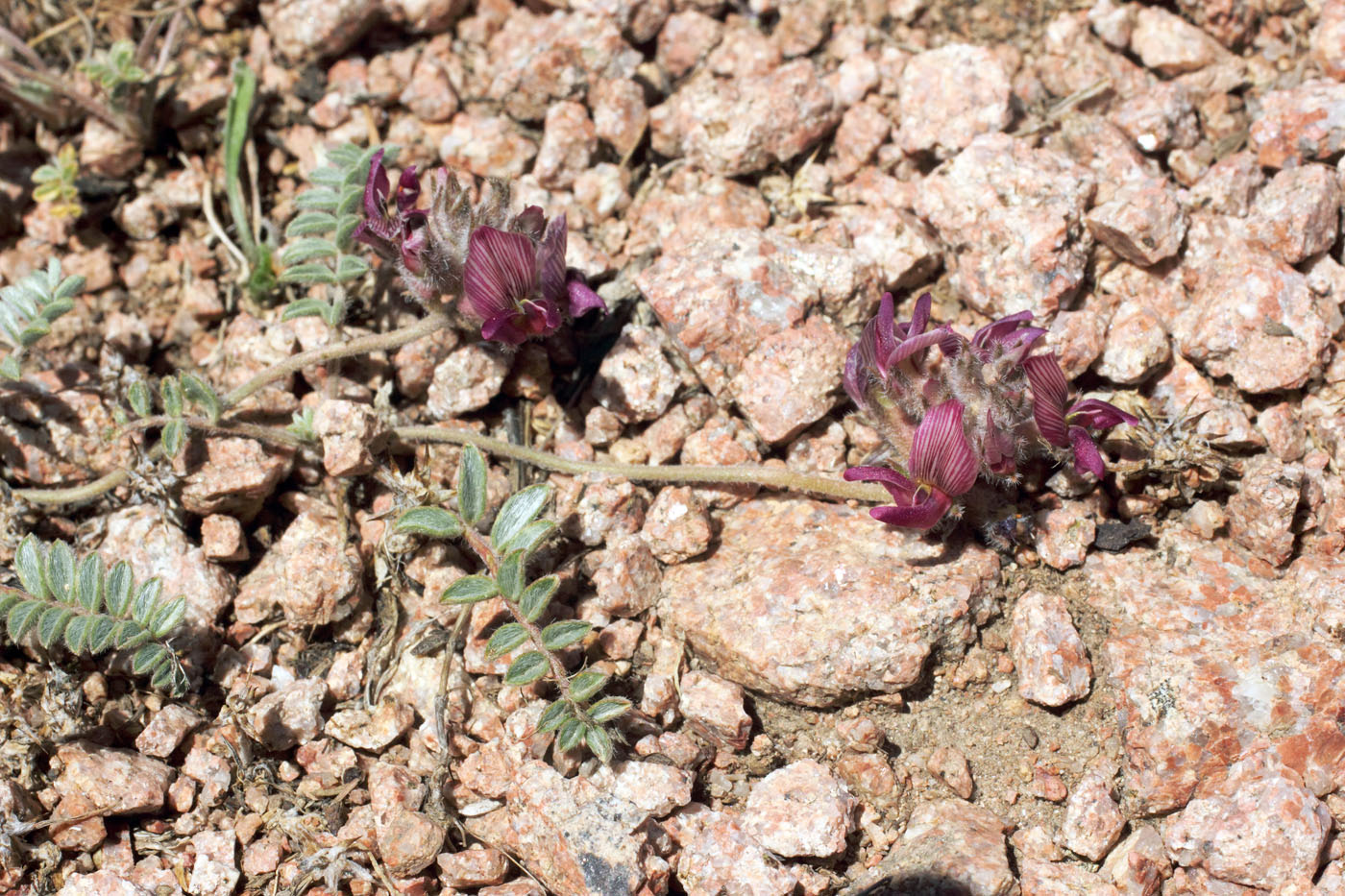Image of Oxytropis jucunda specimen.