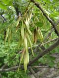 Fraxinus excelsior