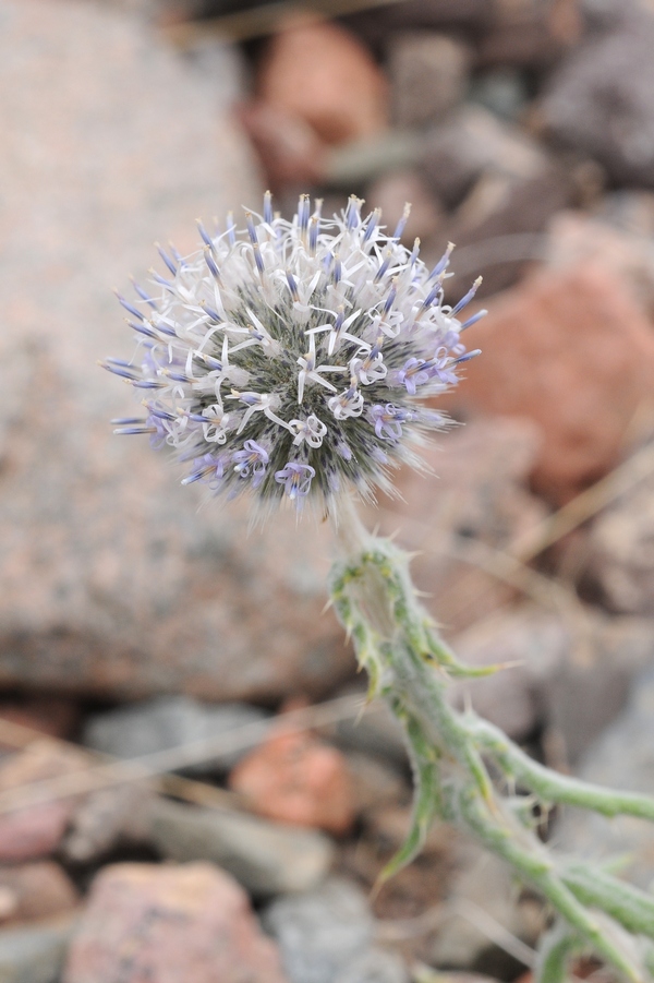 Изображение особи Echinops nanus.